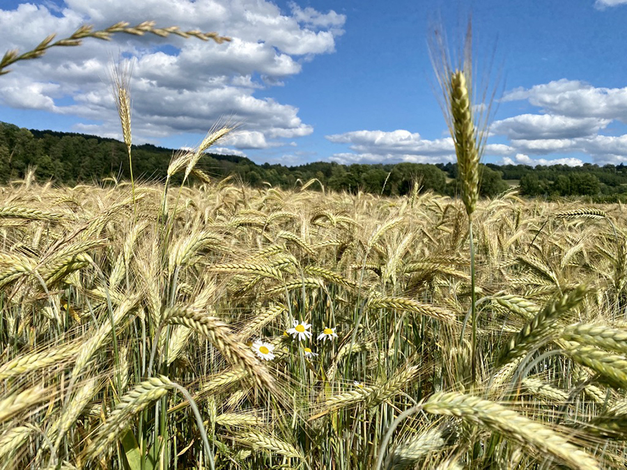 Feld